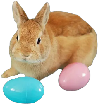  Bunny Transparent Wwwpixsharkcom Images Png Easter