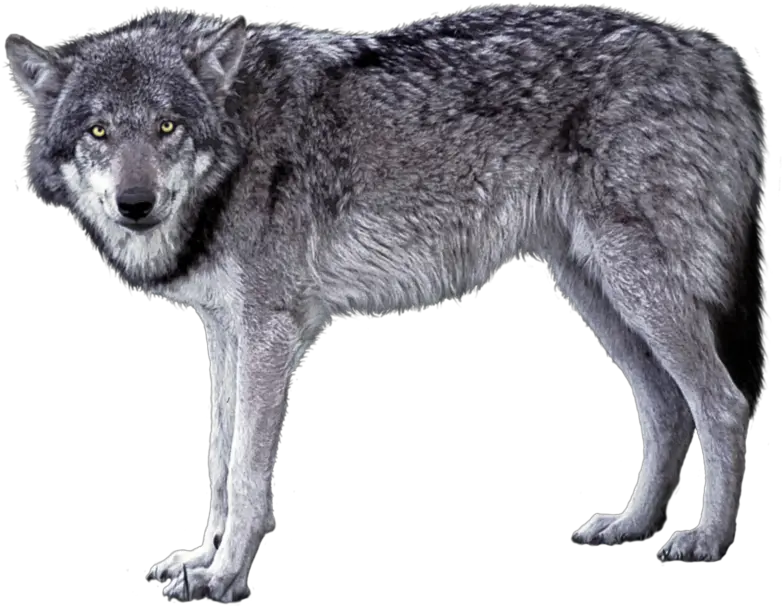  Grey Wolf Png Image Gray Wolf Transparent Background Grey Wolf Png Wolf Transparent Png