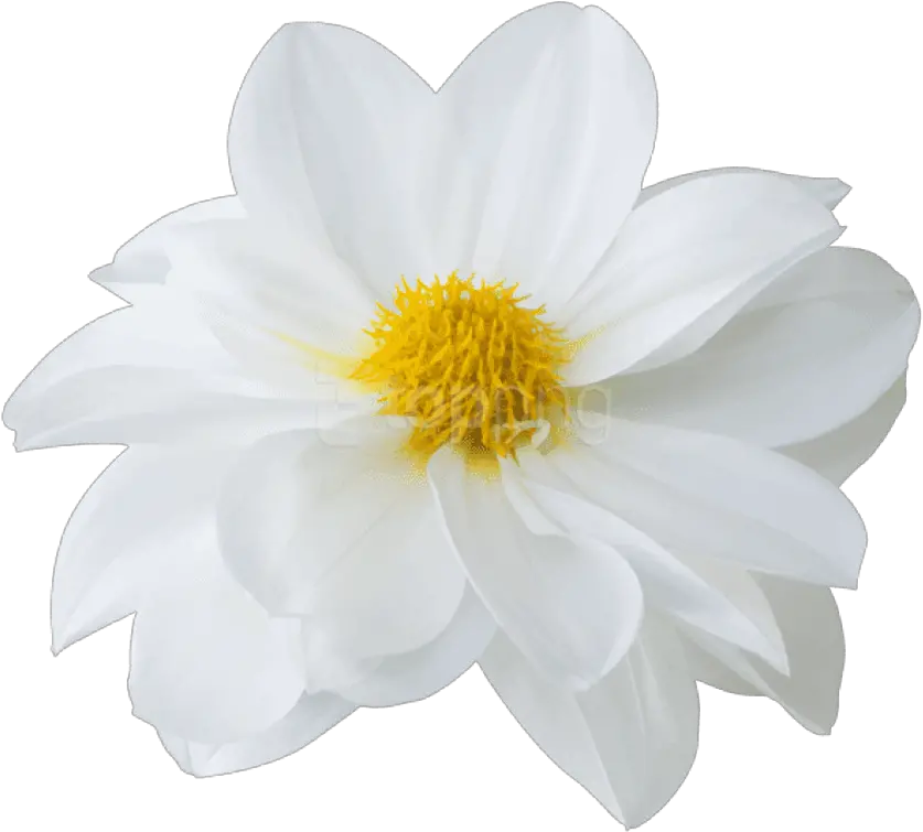  Download Free Png Hd Latest Beautiful White Flower Sacred Lotus White Flower Png