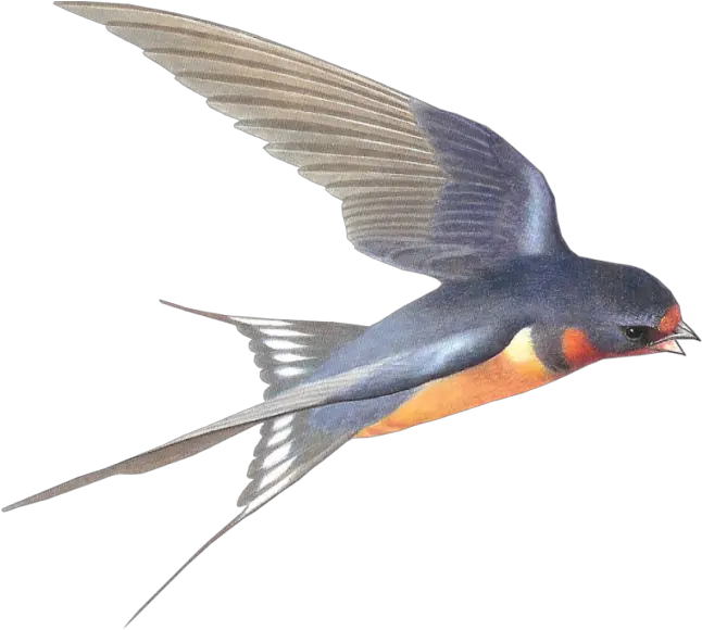  Swallow Png Download Image With Transparent Background Barn Swallow Png Birds Transparent Background