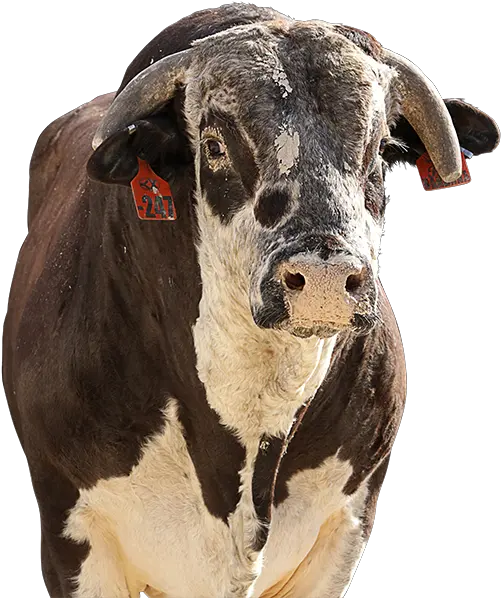  Pbr Bull Red Bandana Portable Network Graphics Png Bandana Transparent