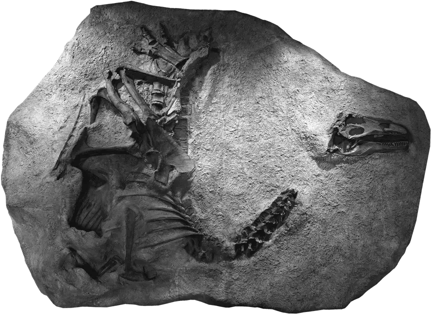  Radioactive Dinosaur Skull Leads To Discovery East Idaho News New Dinosaur Discovery 2020 Png Dinosaur Skull Png