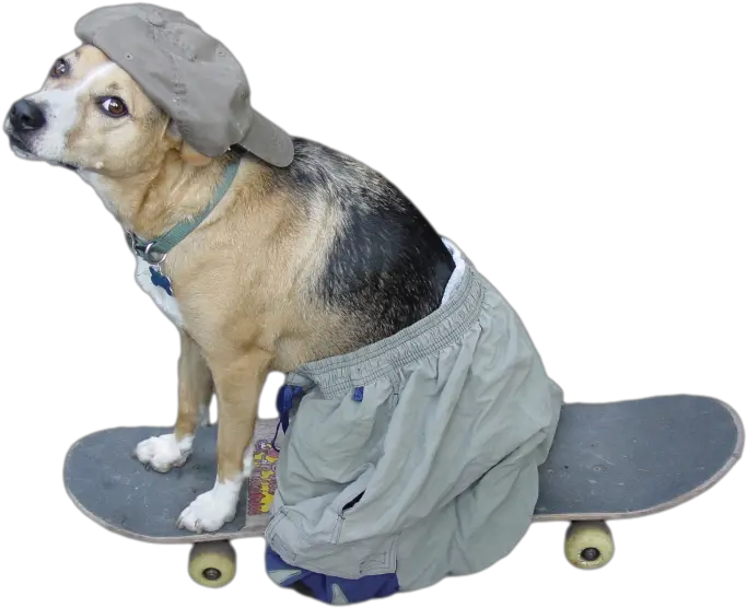  Download Indian Pet Dog Shaming Pariah Puppy Newfoundland He Was A Sk8er Boi Meme Png Doge Transparent Background