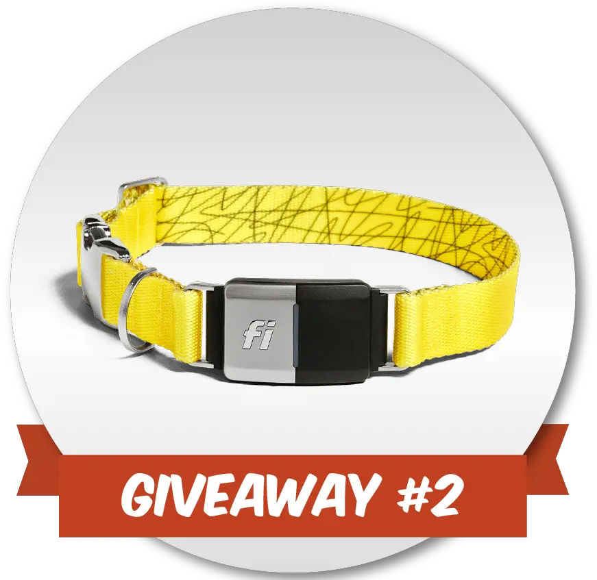  Gps Collar Giveaway Registration U2014 Wonder Dog Obedience Training Fi Smart Dog Collar Png Giveaway Png