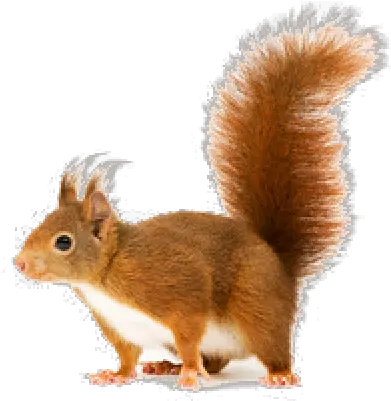  Squirrel Png Download Image Red Squirrel Png Squirrel Transparent Background