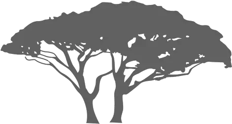  Exotic Tree Silhouette Transparent Png U0026 Svg Vector File Exotic Tree Silhouette Png Trees Silhouette Png