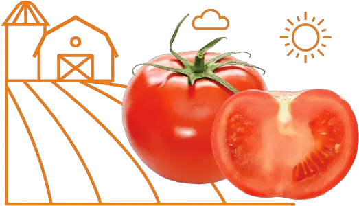  About Us U2014 Ginou0027s East Tomato A Vegetable Png Tomato Png