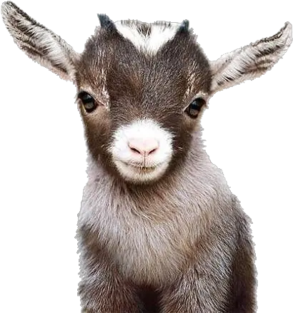  Popular And Trending Goat Stickers Baby Goat Print Png Goat Transparent