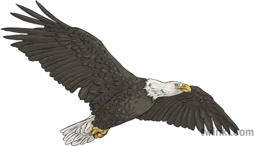  Bald Eagle Illustration Twinkl Bald Eagle Png Bald Eagle Png