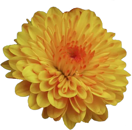  Pin By Megan F Mums And Marigolds Scentsy Png Yellow Flower Transparent Background