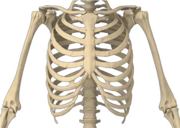  Rib Cage Transparent Png Stickpng Rib Cage Transparent Cage Png