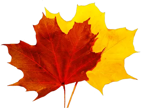  Library Of Colorful Fall Leaves Clip Fall Leaf Transparent Background Png Autumn Leaves Png