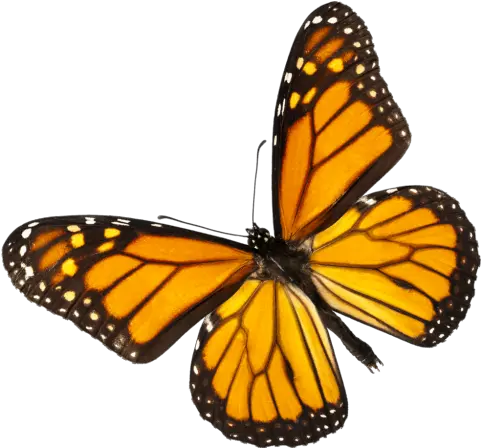  Monarchsu0027 Massive Migration The Washington Post Monarch Butterfly Png Butterfly Transparent