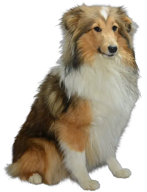  Colli Isolated Dog Dog Png Pet Png