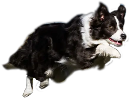  Thats My Super Dog Png Library Stock Transparent Border Collie Png Border Collie Png