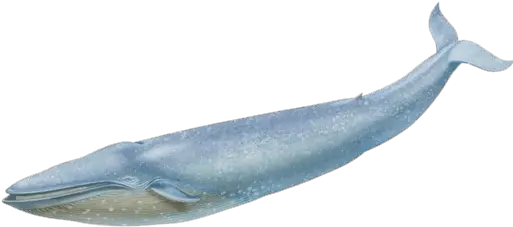  Blue Whale Transparent Background Blue Whale Transparent Background Png Whale Transparent Background