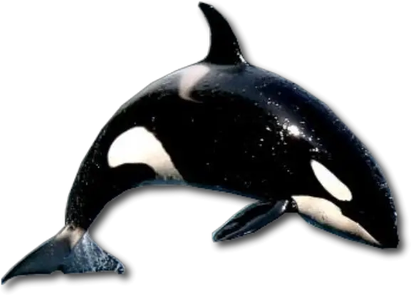  Download Free Png Whale Backgroundkillertransparent Realistic Killer Whale Transparent Background Whale Transparent Background