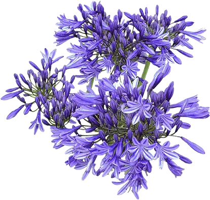  Agapanthus Top View Png Agapanthus Png Plant Top View Png