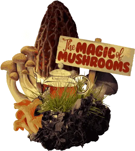  Custom Culinary The Magic Of Mushrooms Yellow Morel Png Mushrooms Icon