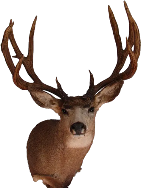  Deer Head Mounts Png Free Real Deer Head Png Deer Transparent