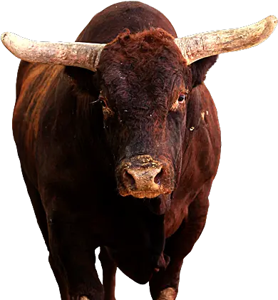  Professional Bull Riders Toros De Pbr Png Spit Png