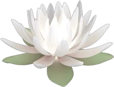  Png V06 Photo Lotus 49 Transparent Background White Lotus Png Lotus Png