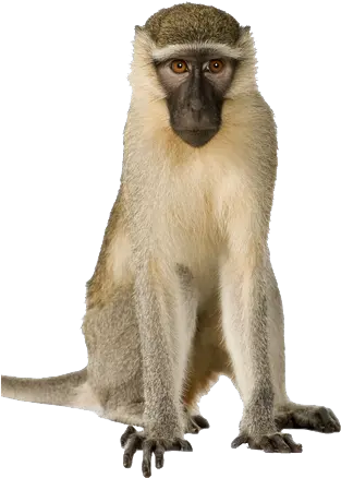  Download Monkey Transparent Macaque Monkey Png Images Hd Monkey Png