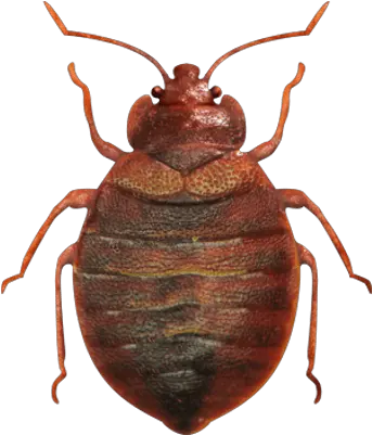  41 Bed Bug Png Images For Free Download Bed Bugs Images Png Bug Png