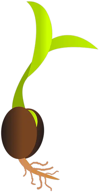  Seed Life Germinating Seed Clipart Png Seed Of Life Png