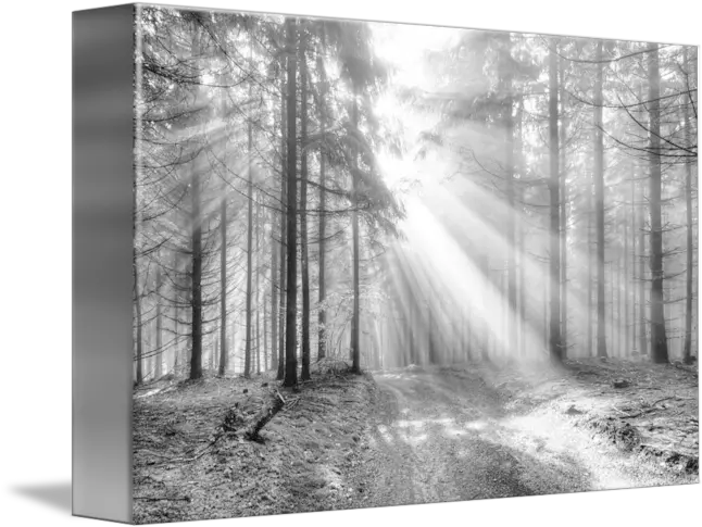  Sun Rays In The Forest God Beams Coniferous Forest In Fog Png God Rays Png