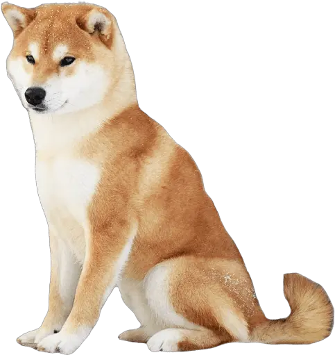  New Hope Shiba Inu Png Shiba Inu Transparent