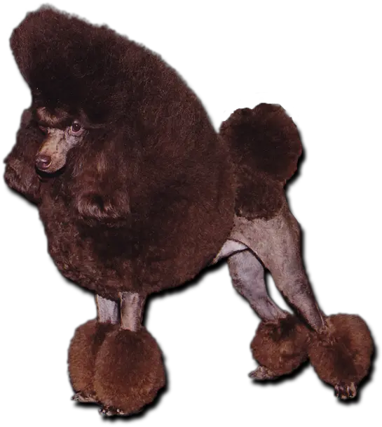  Download Chocolate Toy Poodle Chocolate Toy Poodle Png Poodle Png