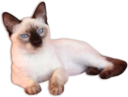  Siamese Cat Png 5 Image Siamese Cat No Background Cat Face Transparent Background