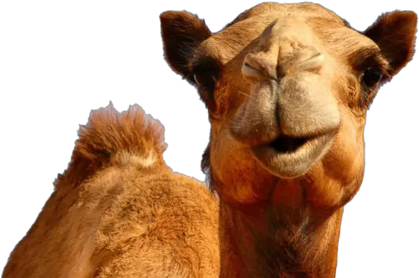  Hump Day Camel Png Transparent Hump Day Camel Png Camel Transparent Background