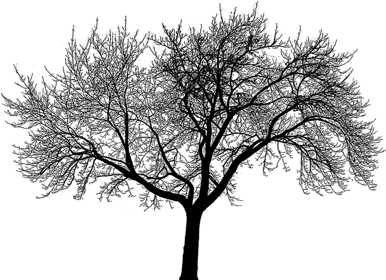  Dead Tree Silhouette Png Dead Trees Forest Black And White Do You Believe In Fate Or Destiny Forest Silhouette Png