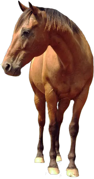  Horse Png Picture Real Horse Transparent Background Horses Png