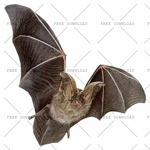  Png Image With Transparent Background Bat