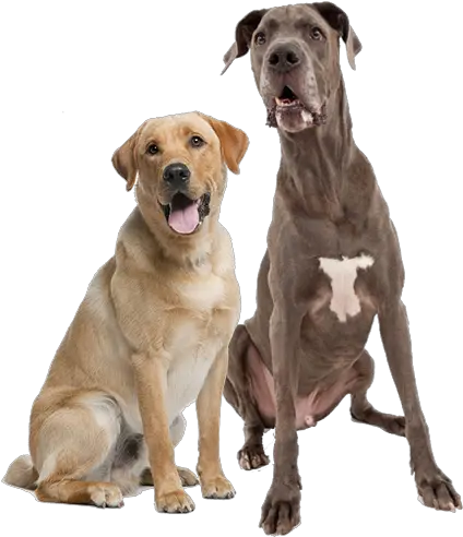  Lab Great Dane Great Dane And Lab Png Great Dane Png