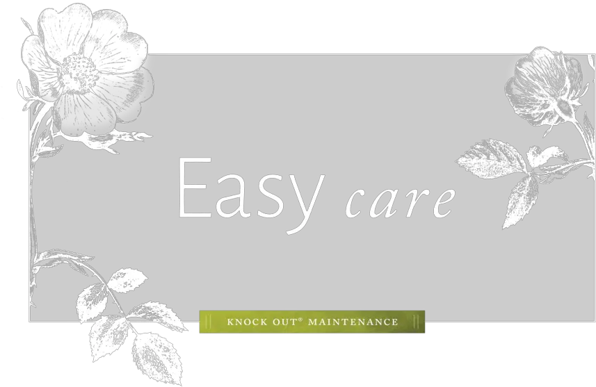  Easy Care U2014 The Knock Out Family Of Roses Butterfly Png Shrubs Png