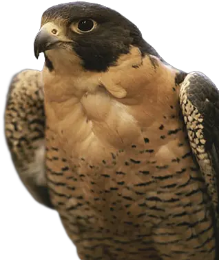  Falcon Png Icon Northwest Territories National Animal Falcon Png