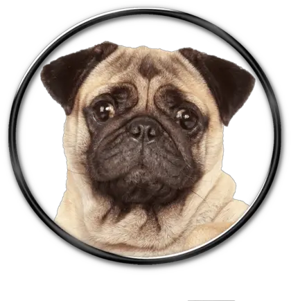  Pug Face Transparent Png Clipart Free Pug Pug Face Png