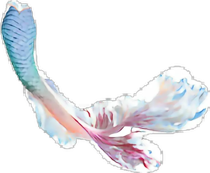  Mermaid Tail Transparent Background Transparent Background Mermaid Tail Transparent Png Mermaid Tail Png