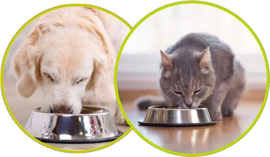  Cat And Dog Eating U2013 Avacta Animal Health Cat Empty Food Plate Png Dog And Cat Png