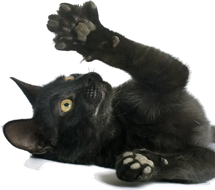  Cats Think Paws Itive Sixteen Mile Veterinary Clinic Transparent Black Cat Paw Png Cat Paw Png