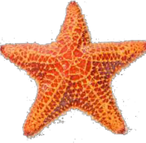  Sea Star Png 1 Image Sea Star Image Png Sea Star Png