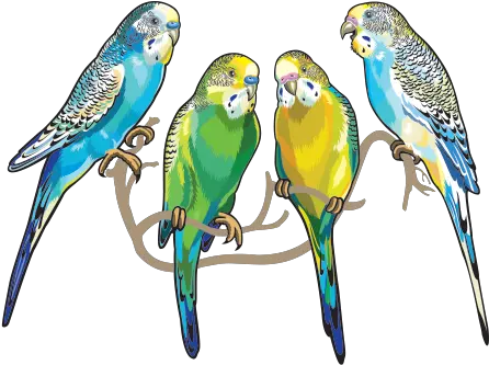  Printed Vinyl Group Of 4 Parrots Stickers Factory Parakeet Sticker Png Pirate Parrot Png