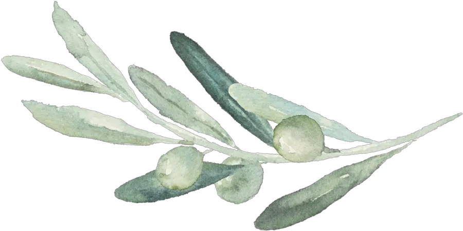  Png Olive Branch Picture 472204 Olive Branch Transparent Background Olive Tree Png