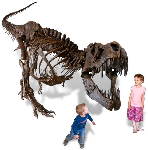  The Museum Black Hills Institute Black Hills Institute Stan Png Dinosaur Skull Png