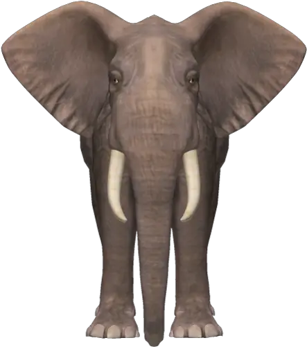  Elephant Png Elephant Png Images Hd Elephant Png