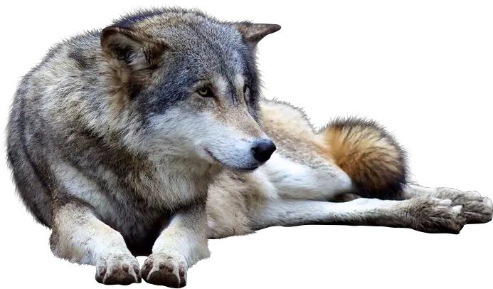  Download Hd Wolf Png Transparent Images Wolf Wolf Png